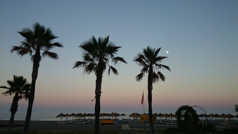 PalmTree