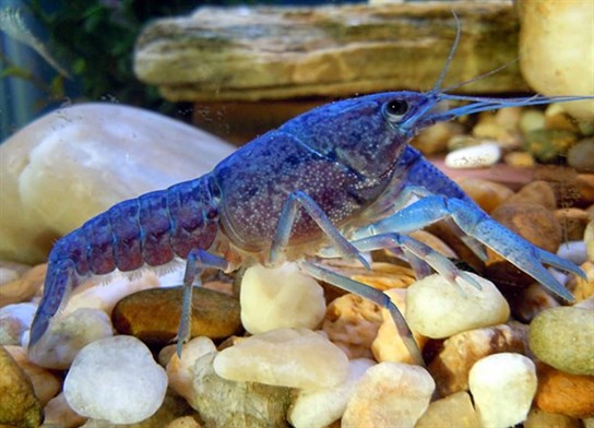 pinchy